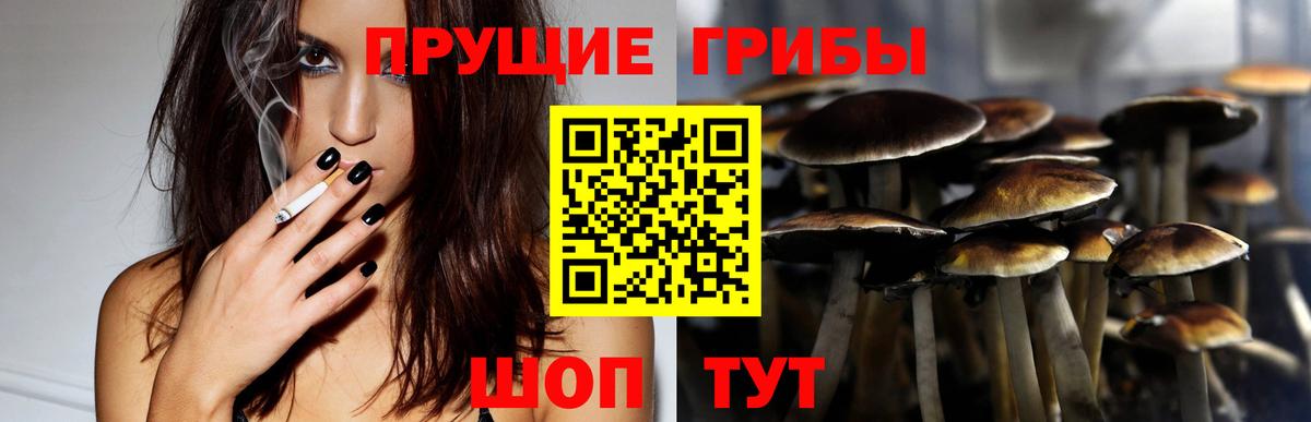 Псилоцибиновые грибы Psilocybine cubensis Елабуга